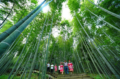 福建建瓯:科技兴竹 脱贫致富